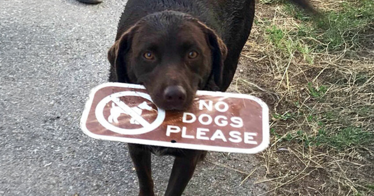 20 beautifully ironic photos captured in the wild