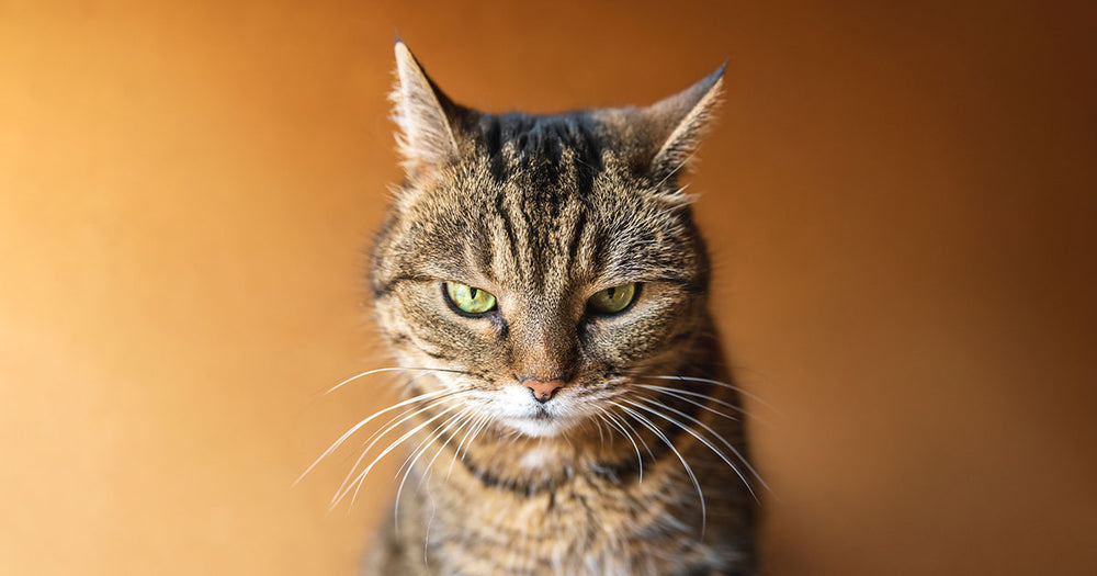 Stockholm Syndrome: A comedic rant about cats | WTF Notebooks