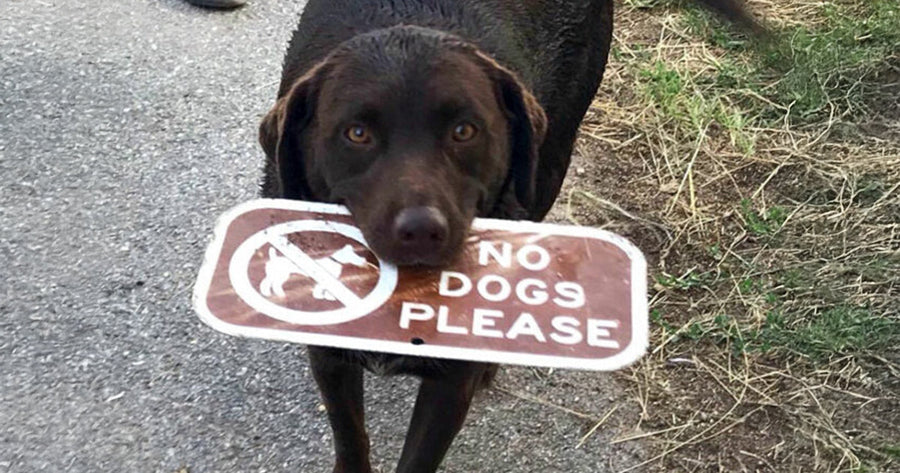 20 beautifully ironic photos captured in the wild